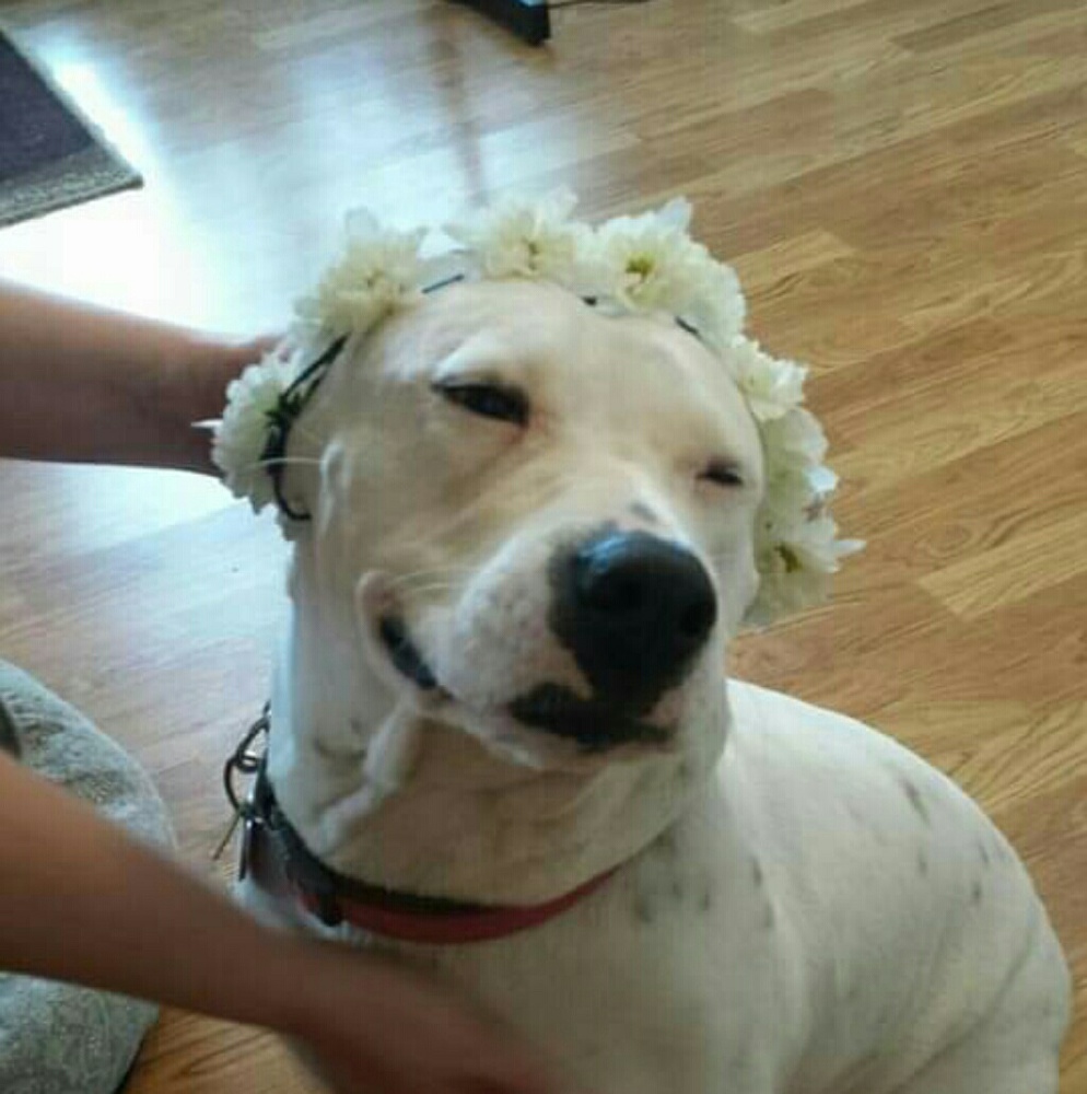 Oh Happy Day to you from our fur-baby, Luna!